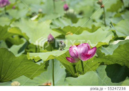 花蓮と雀 花蓮と雀 55247236