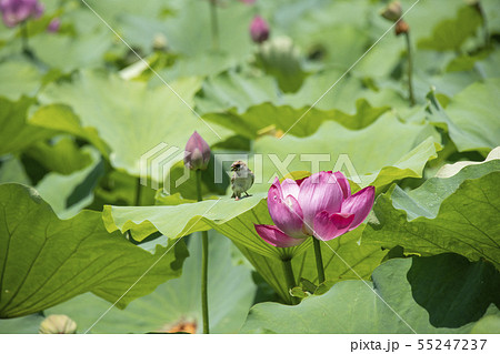 花蓮と雀 55247237