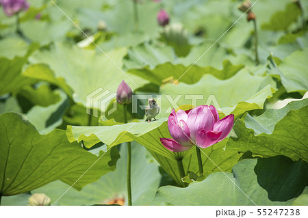 花蓮と雀 55247238