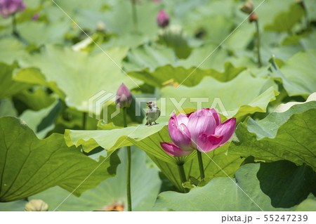花蓮と雀 55247239