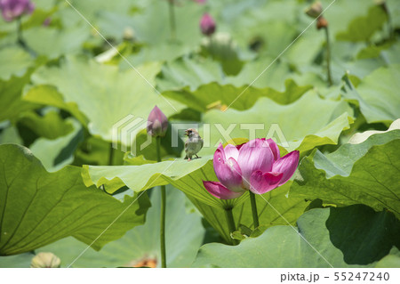 花蓮と雀 花蓮と雀 55247240
