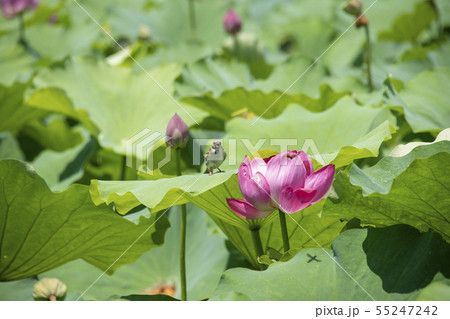 花蓮と雀 花蓮と雀 55247242