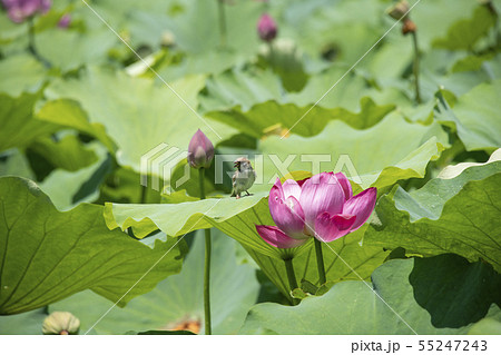 花蓮と雀 花蓮と雀 55247243
