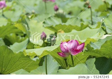 花蓮と雀 花蓮と雀 55247245