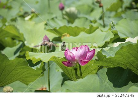 花蓮と雀 55247248