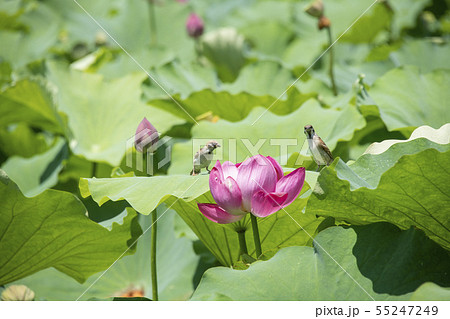 花蓮と雀 花蓮と雀 55247249