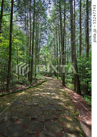 新緑の旧中山道(落合の石畳) 新緑の旧中山道(落合の石畳) 55247743