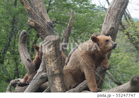 木に登るアメリカグマ 55247747