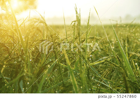 Golf ball and golf club in beautiful golf course a Golf ball and golf club in beautiful golf course a 55247860