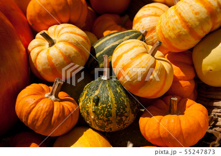 オレンジかぼちゃ 秋のイメージ素材の写真素材