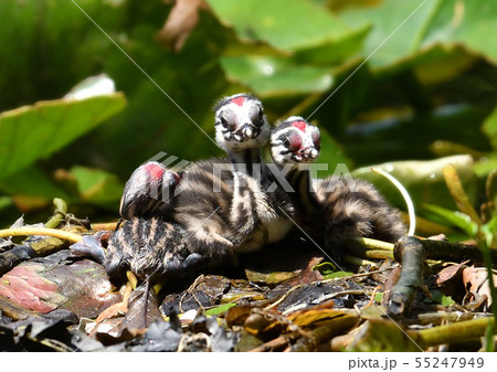 カンムリカイツブリのヒナ 55247949