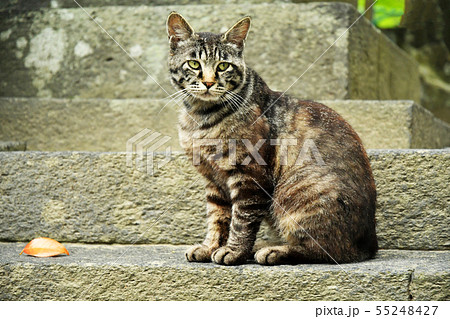 路地裏　猫 55248427