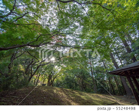 延命寺の紅葉 延命寺の紅葉 55248498