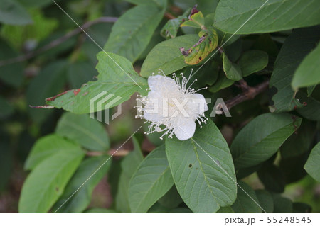 グアバの花 55248545