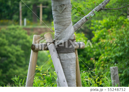 樹幹 幹巻きテープ 55248752