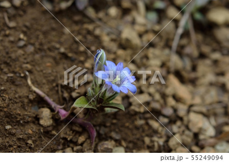 フデリンドウ フデリンドウ 55249094