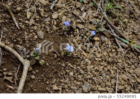 フデリンドウ フデリンドウ 55249095