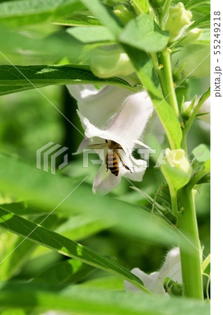 ゴマの花とミツバチ ゴマの花とミツバチ 55249218