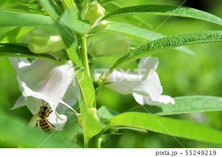 ゴマの花とミツバチ ゴマの花とミツバチ 55249219