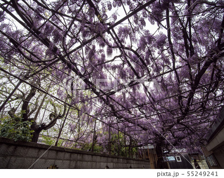 信達宿の野田藤 熊野街道信達宿 梶本家の藤 55249241