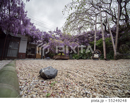 信達宿の野田藤 熊野街道信達宿 梶本家の藤 55249248