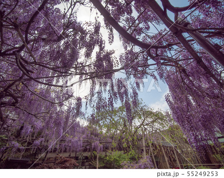 信達宿の野田藤 熊野街道信達宿 梶本家の藤 55249253