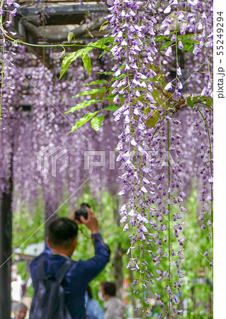 信達宿の野田藤 熊野街道信達宿 梶本家の藤 信達宿の野田藤 熊野街道信達宿 梶本家の藤 55249294