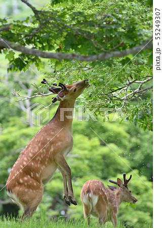 エゾシカ⑦(北海道) エゾシカ⑦(北海道) 55249307
