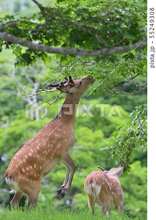 エゾシカ⑥(北海道) エゾシカ⑥(北海道) 55249308