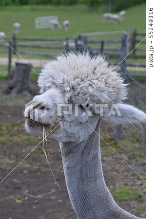 アルパカ①（北海道） 55249316