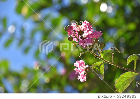 サルスベリの花 サルスベリの花 55249585