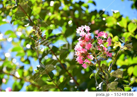 サルスベリの花 55249586