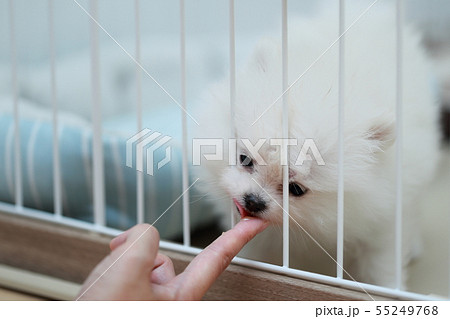 ポメラニアン (犬 ドッグ イヌ 生物 動物 血統書 仔犬 子供 わんこ ホワイト 白 血統 洋犬) ポメラニアン (犬 ドッグ イヌ 生物 動物 血統書 仔犬 子供 わんこ ホワイト 白 血統 洋犬) 55249768