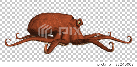 octopus octopus 55249808