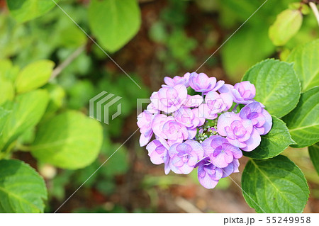 アジサイの花　エレガンス 55249958