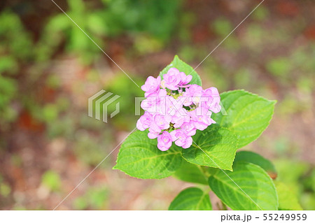 アジサイの花　エレガンス 55249959