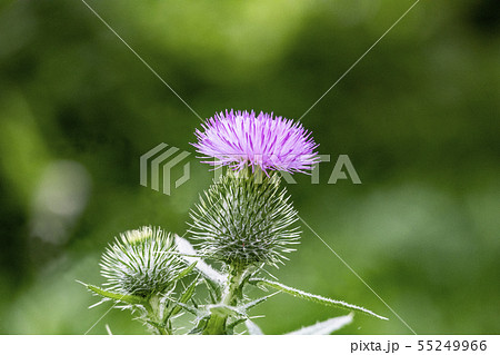 アザミの花の写真素材