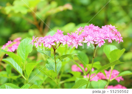 アジサイの花　佳澄 55250502
