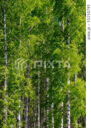birch grove in summer birch grove in summer 55250795