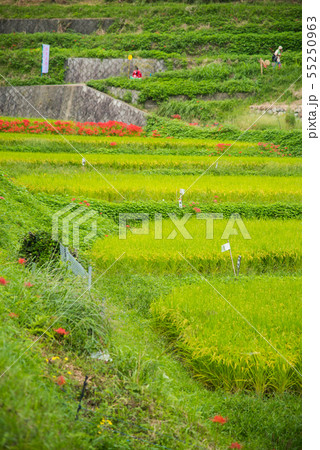 明日香村の彼岸花 明日香村の彼岸花 55250963