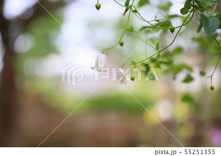 クレマチスの花　カイウ 55251355