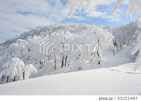 新雪輝く八海山の樹林 55251497