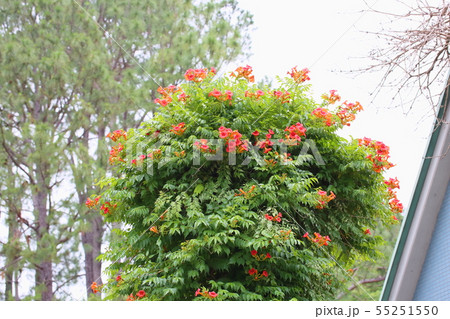 ノウゼンカズラの花 55251550