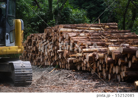 間伐材と重機 間伐材と重機 55252085