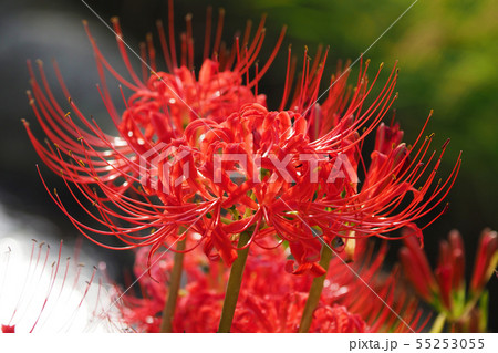 彼岸花 彼岸花 55253055