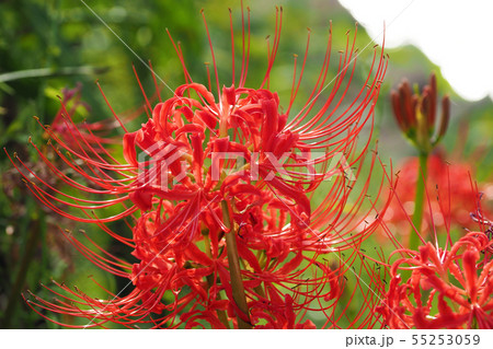 彼岸花 55253059