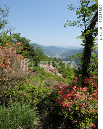 大洲市冨士山のツツジと藤棚 大洲市冨士山のツツジと藤棚 55253300