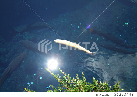 山梨県 忍野八海 山梨県 忍野八海 55253448