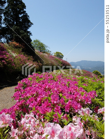 大洲市冨士山の藤棚 55253511