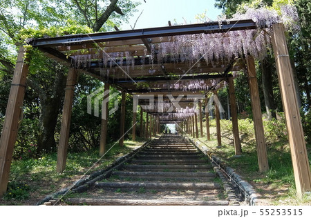 大洲市冨士山の藤棚 55253515